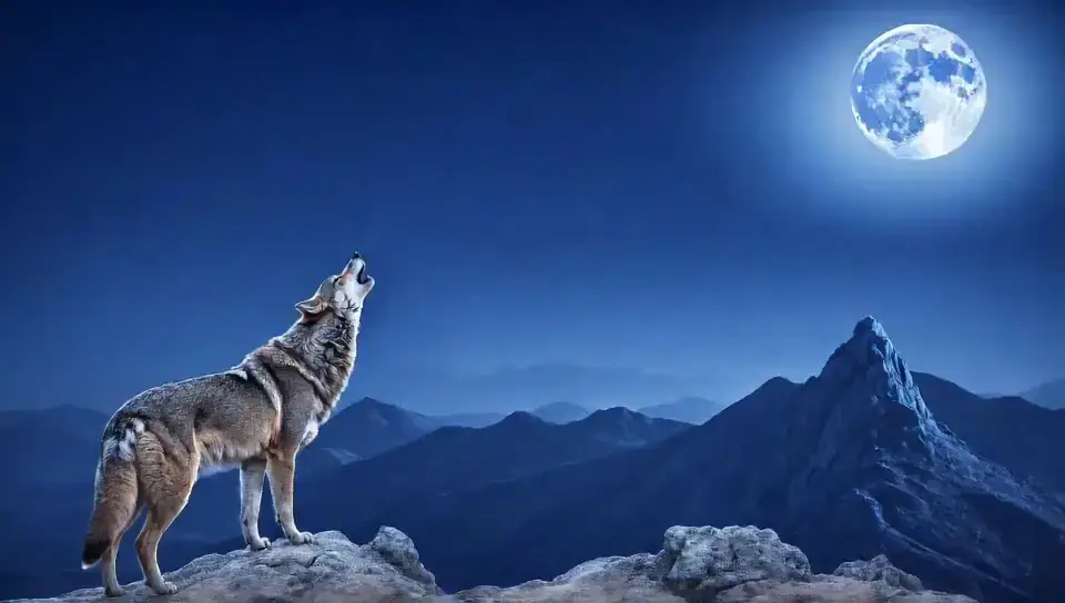 Howl at the moon